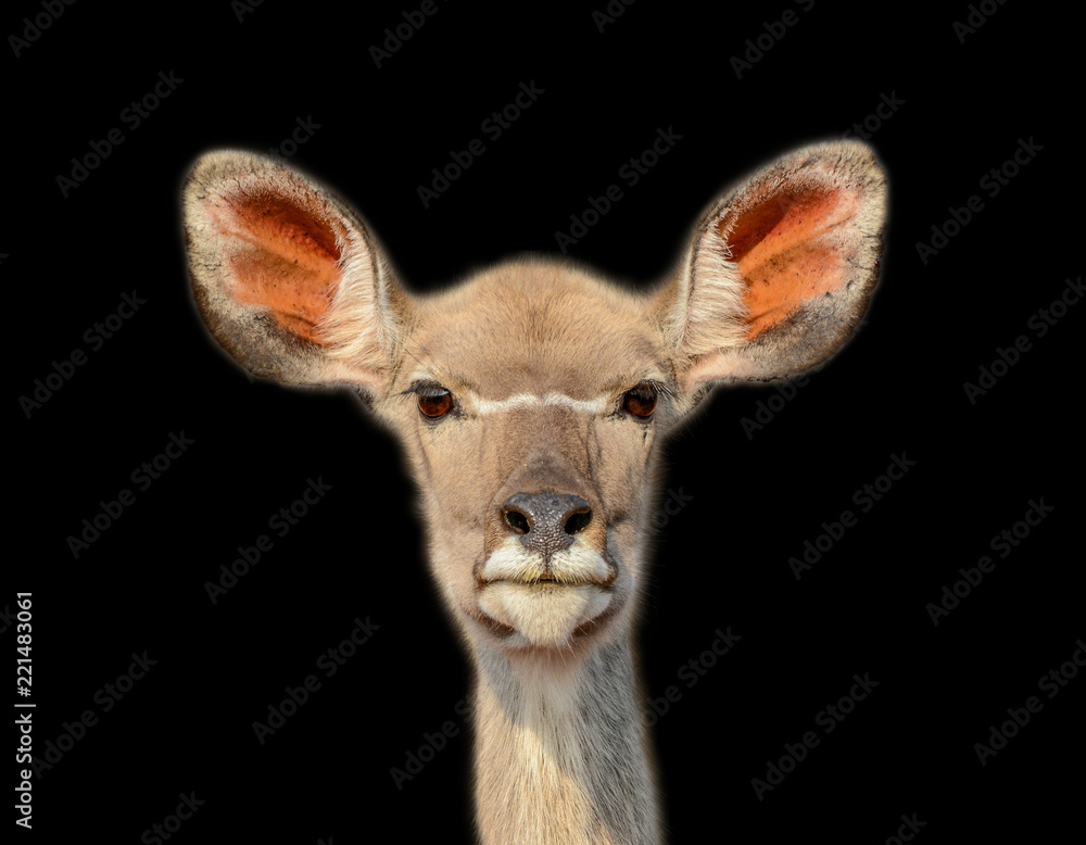 Female Kudu portrait