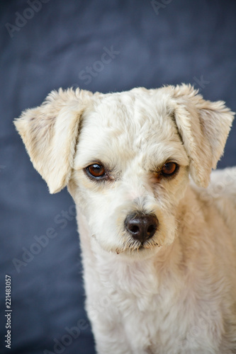 portrait of puppy close up © paymphoto