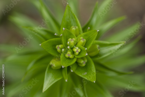 Asiatic Lily Buds