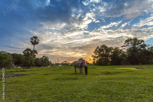 farmer pull his buffalo back to the stall in sunset time