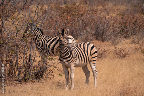 Zebra in Etosha National Park  Nambia