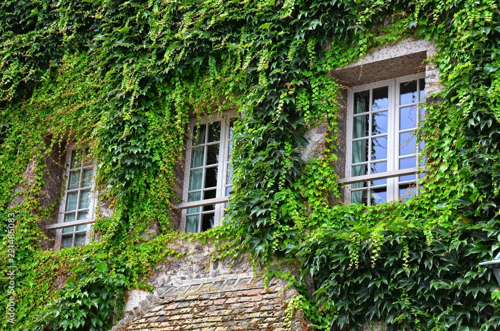 sprawled ivy on the face of a building, framing three windows