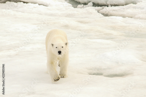 Foto Wild Polar Bear (Ursus maritimus) on Ice & Snow off of Spitsbergen in the Norwegian Archipelago in the Arctic Ocean