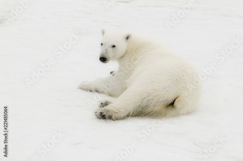 Wild Polar Bear (Ursus maritimus) on Ice & Snow off of Spitsbergen in the Norwegian Archipelago in the Arctic Ocean.