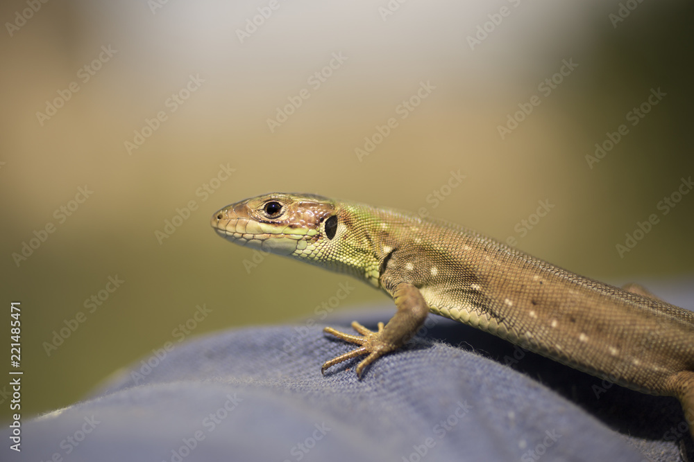 Catcher of lizards. A small reptile in the moult period. Catcher of lizards. A small reptile in the moult period.