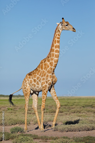 A giraffe (Giraffa camelopardalis) on the plains of Etosha National Park, Namibia.