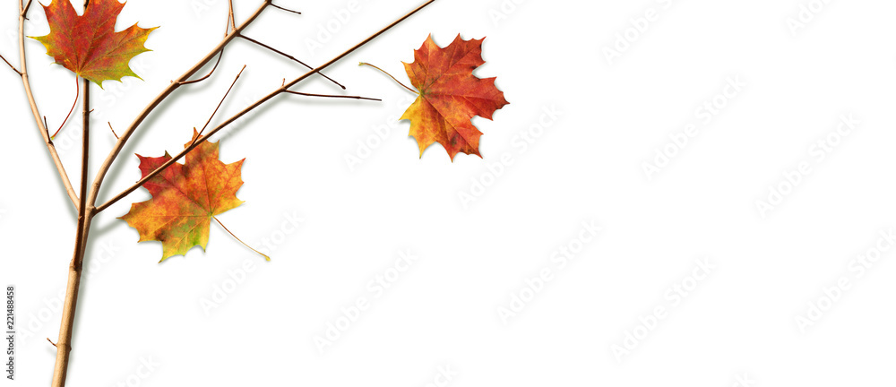 Fototapeta premium Autumn composition with fall colorful leaves and branch on white background, top view, flat lay 