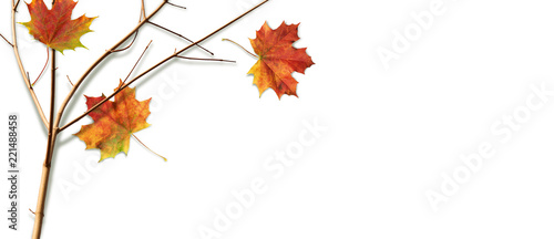 Autumn composition with fall colorful leaves and branch on white background, top view, flat lay 
