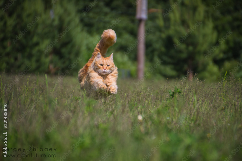 cat run