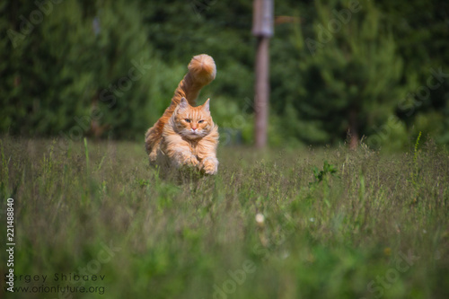 cat run © Сергей Шибаев