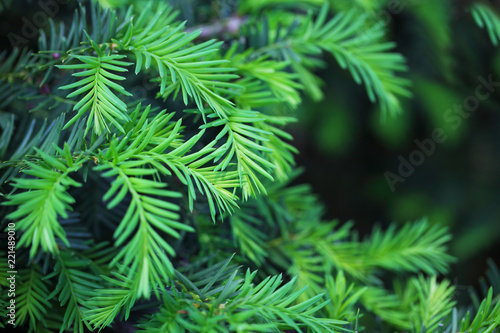 Hemlock Pine Bush