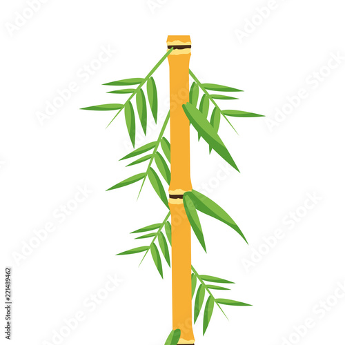 Bamboo asian plant