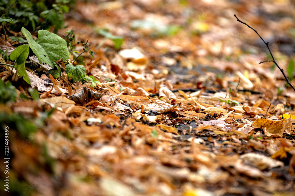 Fall leaf on the ground Fall leaf on the ground