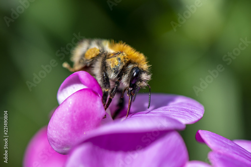 Furry bumblebee sitting on a vetch blossom and drinking nectar with her proboscis.
