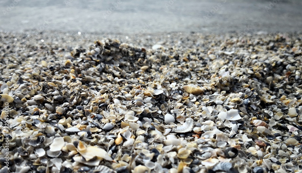 Abstract texture of sea shells on the beach.