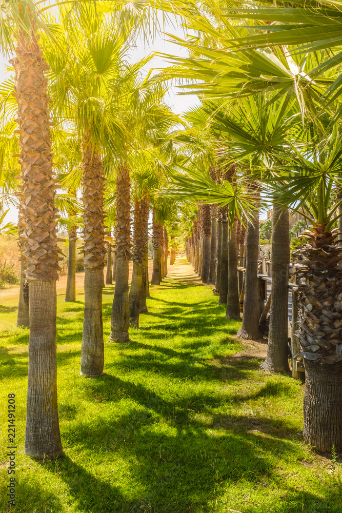 Obraz premium Row of palm trees in the sunshine casting shadows on green grass