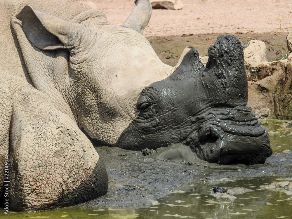 Naklejka premium Rhinocéros