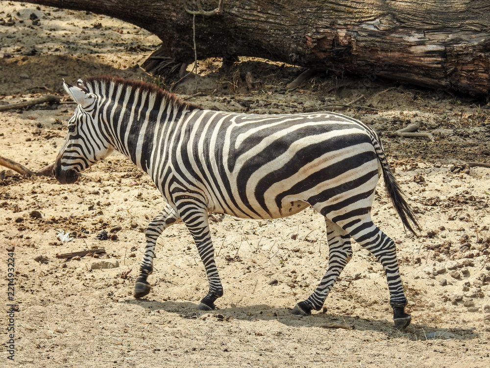 zebre zebre