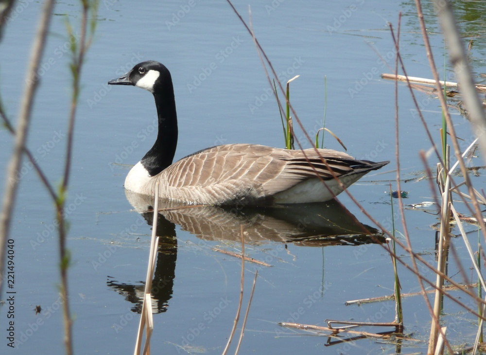 Canadian Goose Canadian Goose
