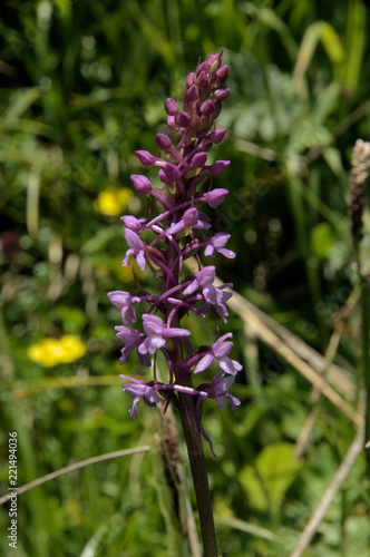 Gymnadenia conopsea  fragrant orchid or marsh fragrant orchid on Alp Palfries  Switzerland