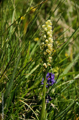 Pseudorchis albida  small white orchid on Alp Palfries, Swiss Alps © elliottcb