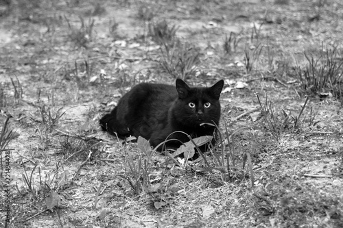 cat on the grass