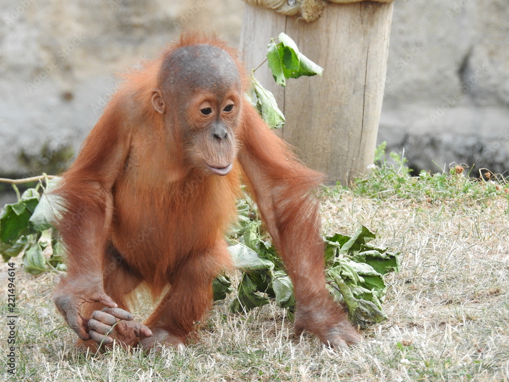Naklejka premium orang outan