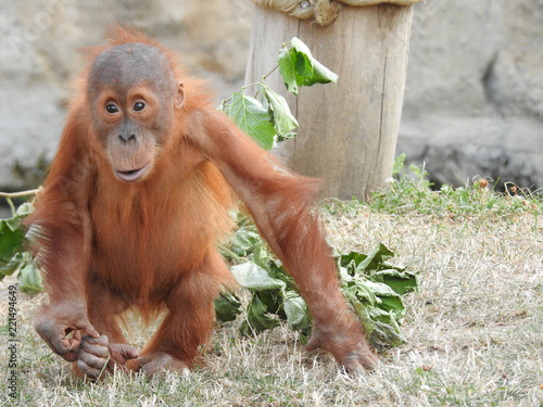 orang outan