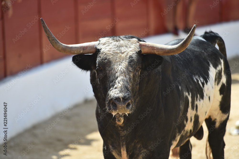 toro español toro español