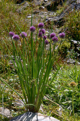 Fototapeta Naklejka Na Ścianę i Meble -  Allium schoenoprasum; alpine chives on the Pizol, Swiss Alps above Sargabs