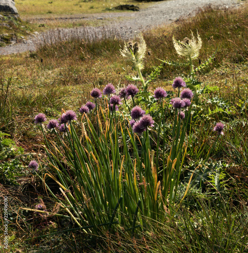 Allium schoenoprasum  alpine chives on the Pizol  Swiss Alps above Sargabs