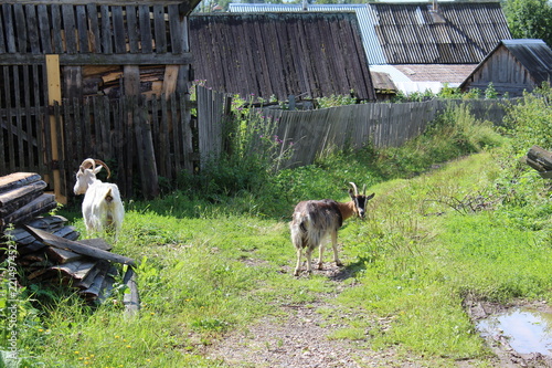 Goats are domestic animals grazing in the village.