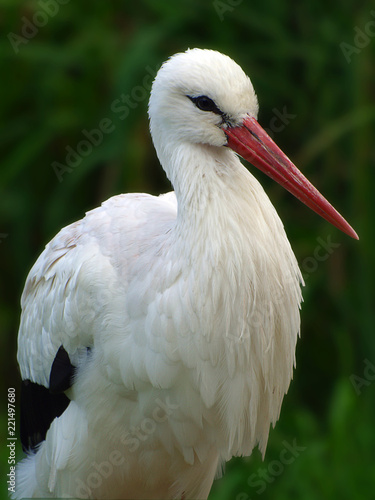 Storch