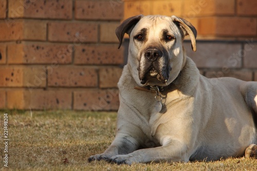 BoerBul in South Africa