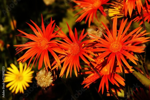 Flowers in Kruger National Park