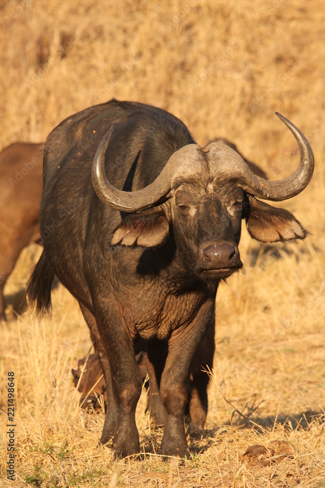 Buffalo in Kruger National Park