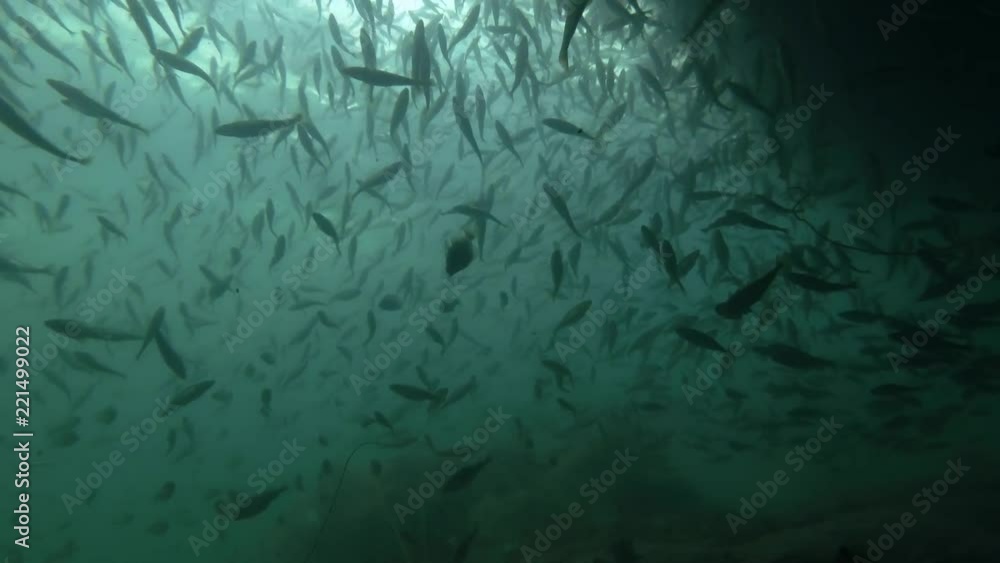school of Black cod fish or Smallscaled Cod (Notothenia microlepidota) swimming underwater in shallow water near shore
school of Black cod fish or Smallscaled Cod (Notothenia microlepidota) swimming underwater in shallow water near shore