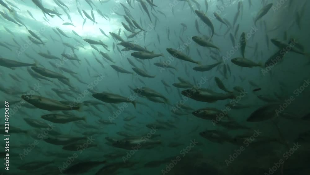 school of Black cod fish or Smallscaled Cod (Notothenia microlepidota) swimming underwater in shallow water near shore
school of Black cod fish or Smallscaled Cod (Notothenia microlepidota) swimming underwater in shallow water near shore