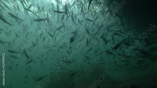 school of Black cod fish or Smallscaled Cod (Notothenia microlepidota) swimming underwater in shallow water near shore
 photo