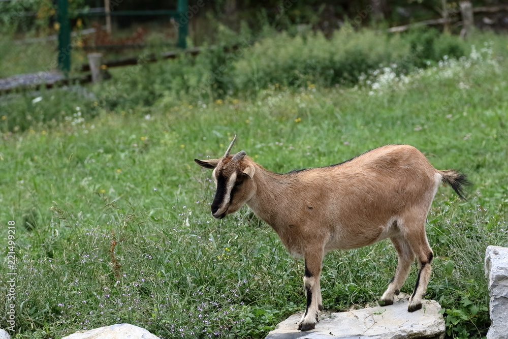 capra marrone e nera con sfondo prato capra marrone e nera con sfondo prato