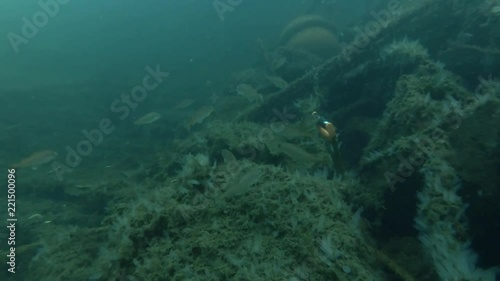 Garbage dump underwater in Norwegian Sea in the fjord. School of Norway pout (Trisopterus esmarkii) swim over dump
 photo