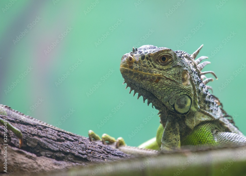 Obraz premium Green Iguana (Iguana iguana)