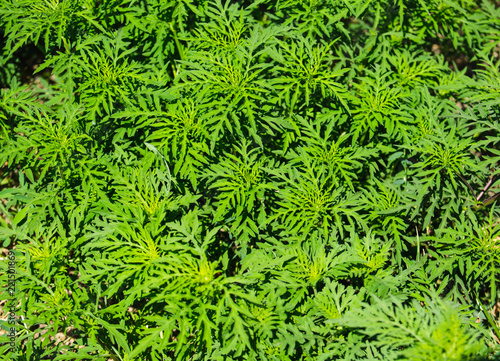 Ragweed Plants (Ambrosia artemisiifolia) Causing Seasonal Allergy. As a Background