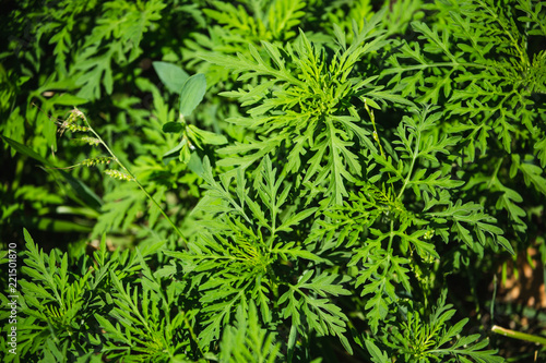 Ragweed Plants (Ambrosia artemisiifolia) Causing Allergy