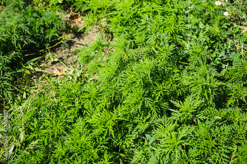 Ragweed Plants (Ambrosia artemisiifolia) Causing Seasonal Allergy