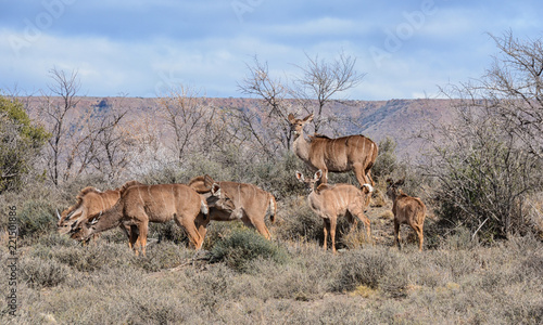 Kudu Family Group