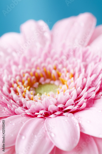 Close up duotone image of single pink gerbera germini fllower covered in water droplets against a blue pastel background