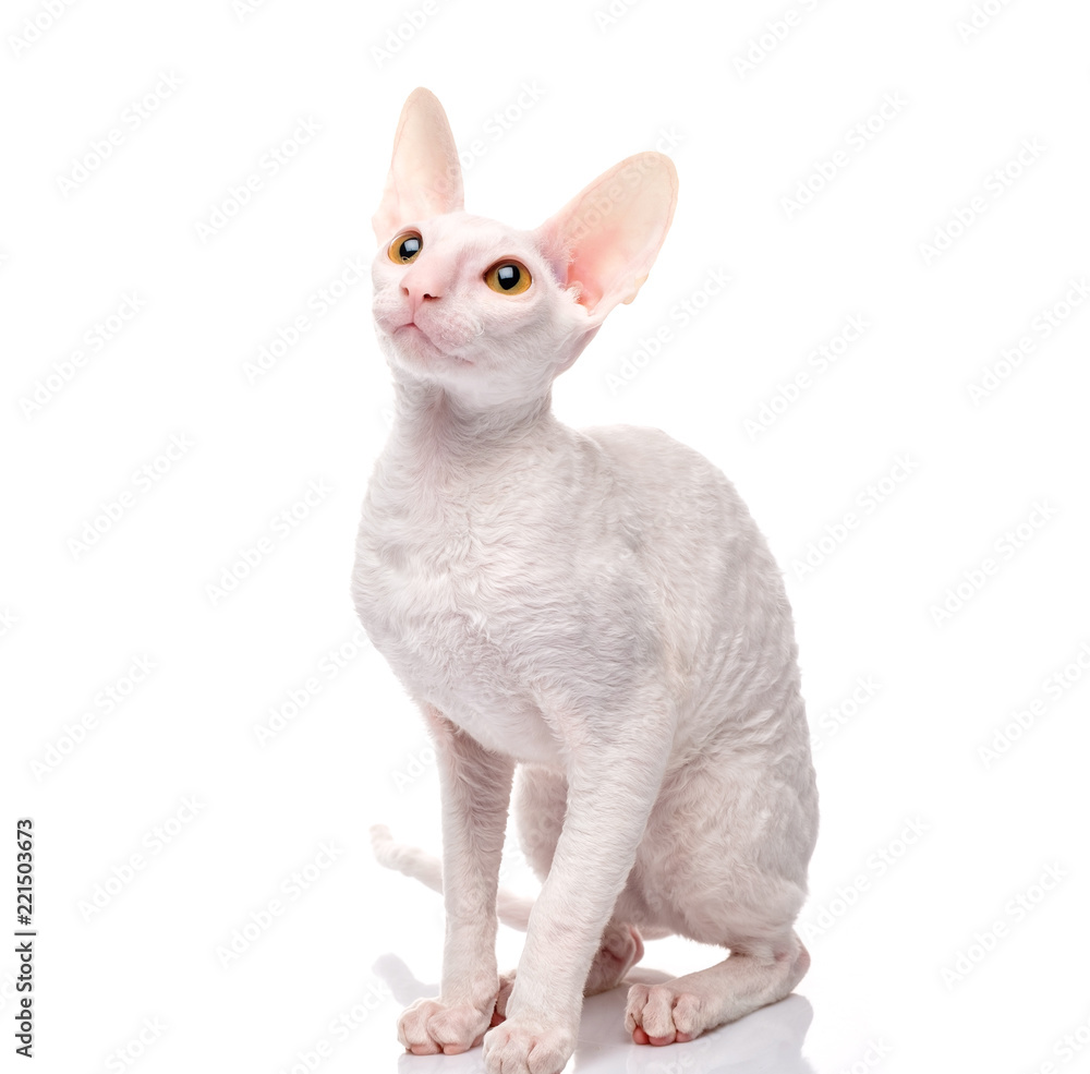 Thoroughbred White Cornish Rex Cat on white background.