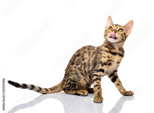 Portrait of young bengal purebred cat on white background.