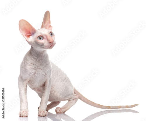 Obraz na plátně Thoroughbred White Cornish Rex Cat on white background.